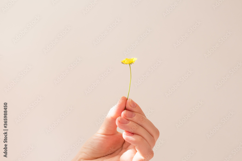  Female hand holds a small yellow flower on a white background in the sun. The concept of summer, happiness and warmth