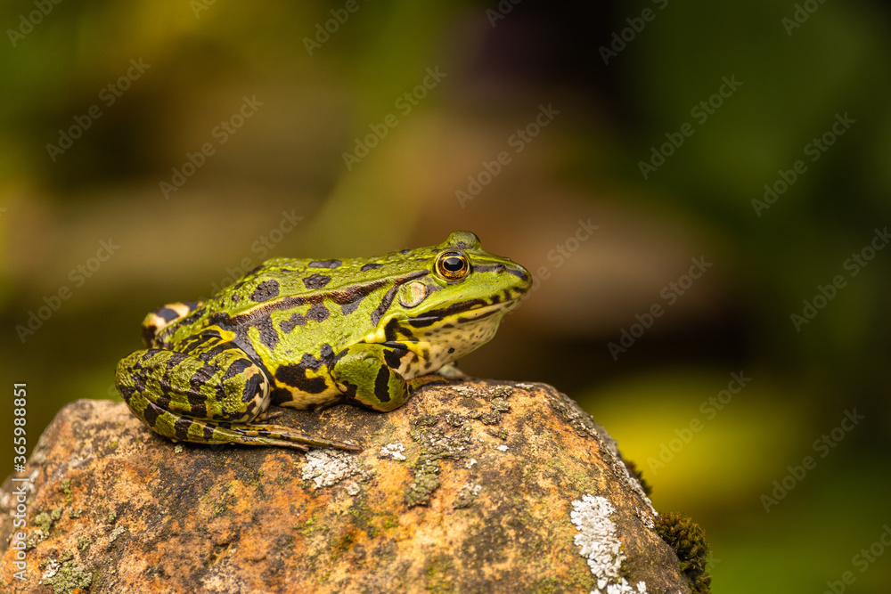 Teichfrosch (Rana esculenta) im Gartenteich Teichfrosch (Rana esculenta) im Gartenteich