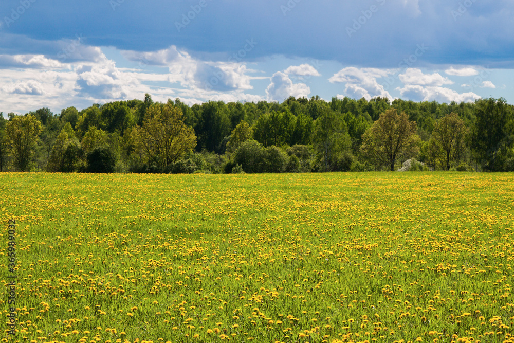 flowering meadow with yellow flowers and green trees in summer