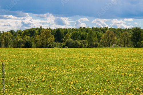 flowering meadow with yellow flowers and green trees in summer