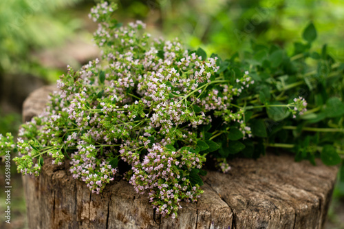 Bunch of flowering oregano. Origanum vulgare, culinary herb, curative plant