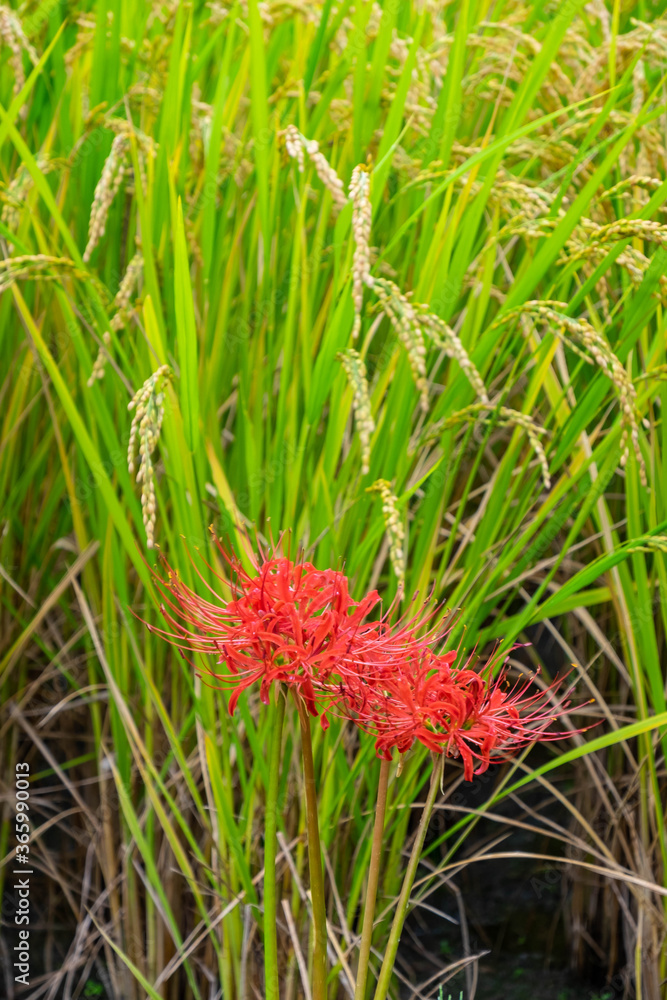 Yellow rice ears and spider lilies at harvest time Yellow rice ears and spider lilies at harvest time