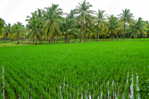 Young rice plants in paddies with palm trees.