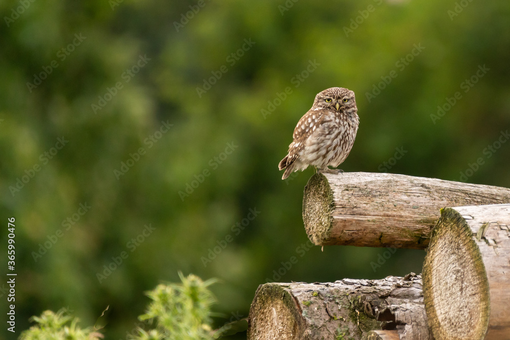Steinkauz (Athene noctua) im Münsterland Steinkauz (Athene noctua) im Münsterland