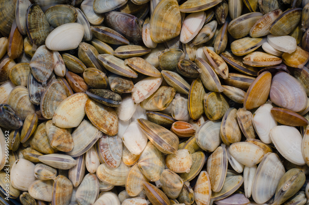 Obraz premium Fresh Wedge Shell (or scientific name is Donax Vittatus) from Digging for Seafood Cooking.