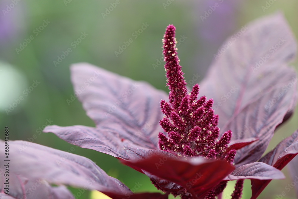 とても美しい花アマランサスのベルベットカーテン。The name of this flower is Amaranth velvet curtain. とても美しい花アマランサスのベルベットカーテン。The name of this flower is Amaranth velvet curtain.