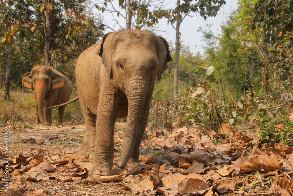 Fototapeta premium elephant in the wild