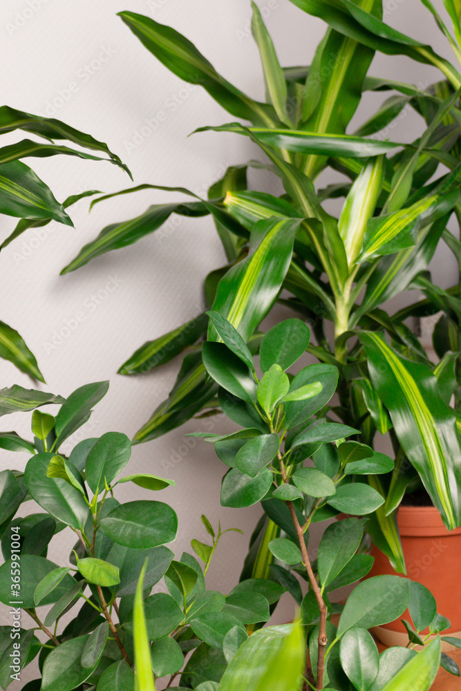 Many different green houseplants. Home garden concept. Many different green houseplants. Home garden concept.