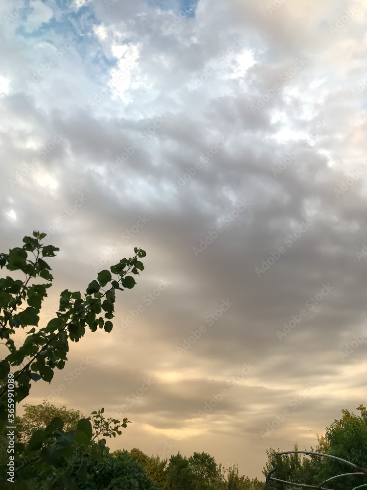 Obraz premium tree in the clouds