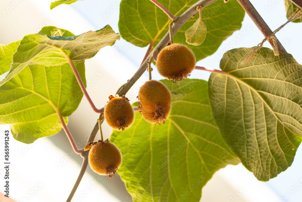 Fototapeta premium kiwi fruit on a branch as background