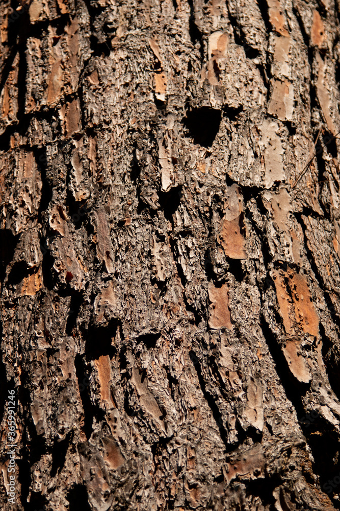 old tree bark as background old tree bark as background