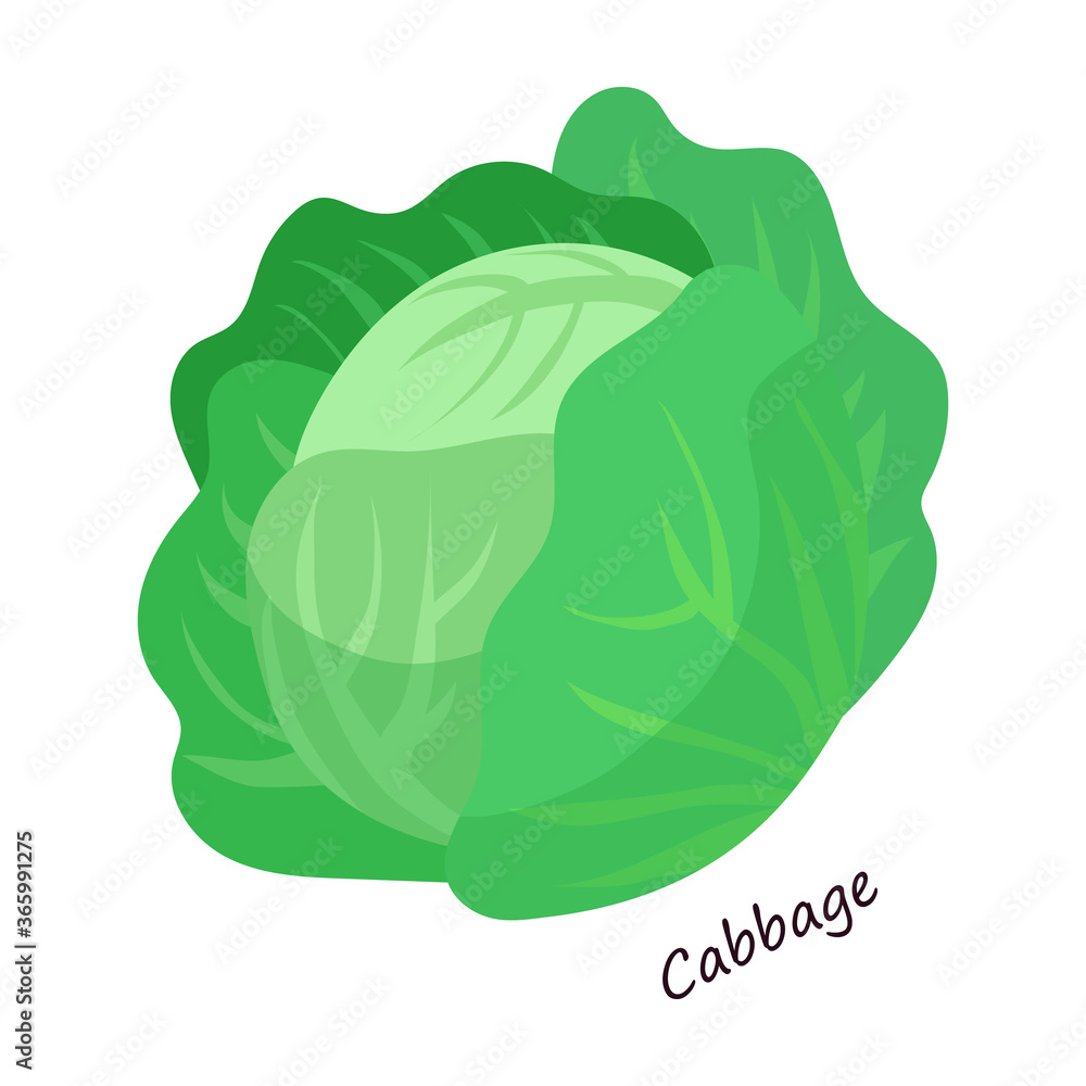 Lettuce and salad cartoon vector of icon.Cartoon vector illustration leaf of lettuce. Isolated illustration leaf of salad icon. Lettuce and salad cartoon vector of icon.Cartoon vector illustration leaf of lettuce. Isolated illustration leaf of salad icon.