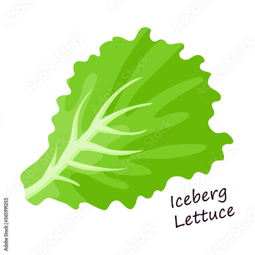 Lettuce and salad cartoon vector of icon.Cartoon vector illustration leaf of lettuce. Isolated illustration leaf of salad icon.