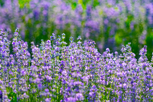 purple lavender in the sunlight on the green plain