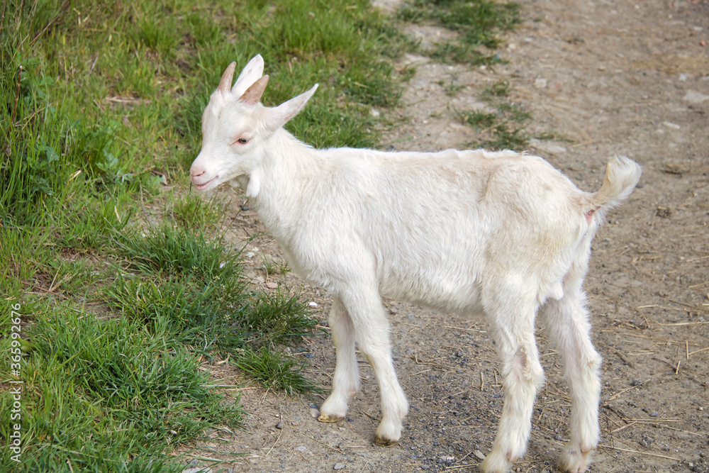 young goat portrait grazing in a field young goat portrait grazing in a field