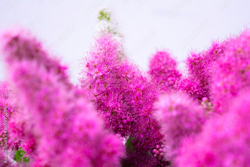 Naklejka premium Pink Spirea flowers on bush. Spiraea flowers decorative gardening management