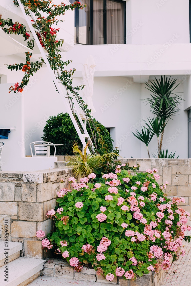 Flower bed with pink flowers on the background of white house. Greek village in summer, seaside vacation. 