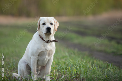 Funny young labrador retriever dog fawn color sitting on grass while walking
