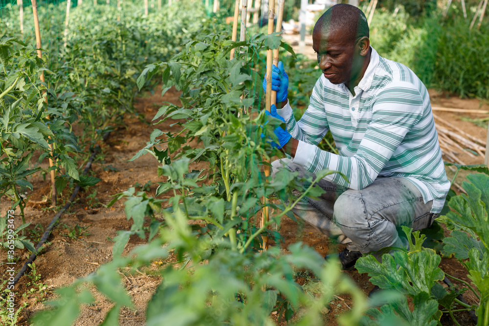 Fototapeta premium Skilled male worker of greenhouse making supports and tying up tomato plants ..