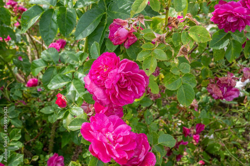 rose in the garden rose in the garden