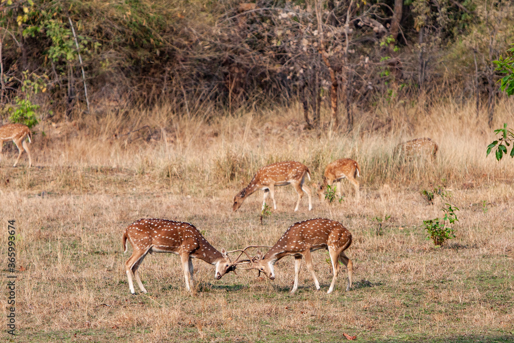 Chital or cheetal deers (Axis axis), also known as spotted deer or axis deer in the Bandhavgarh National Park in India Chital or cheetal deers (Axis axis), also known as spotted deer or axis deer in the Bandhavgarh National Park in India