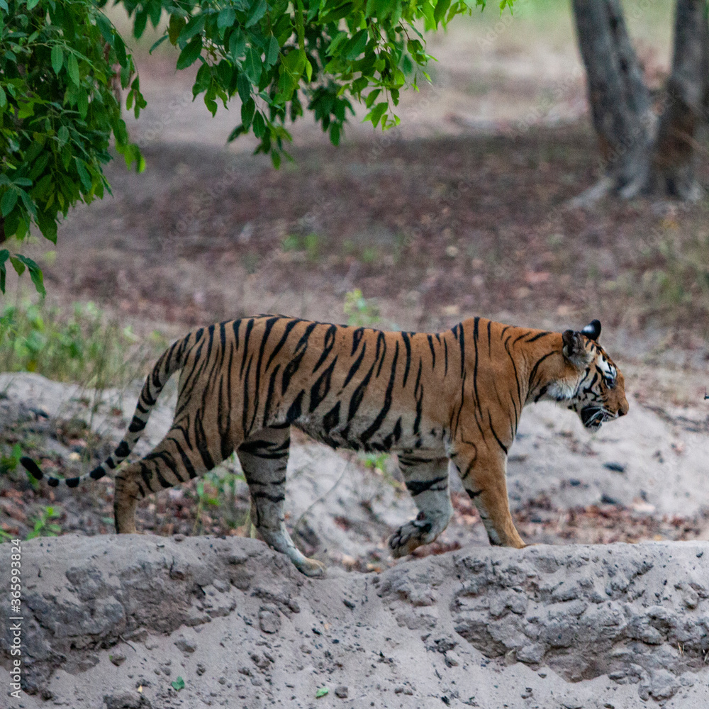 Bengal tiger in Bandhavgarh National Park, India Bengal tiger in Bandhavgarh National Park, India