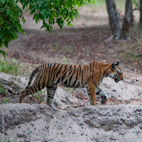 Bengal tiger in Bandhavgarh National Park  India