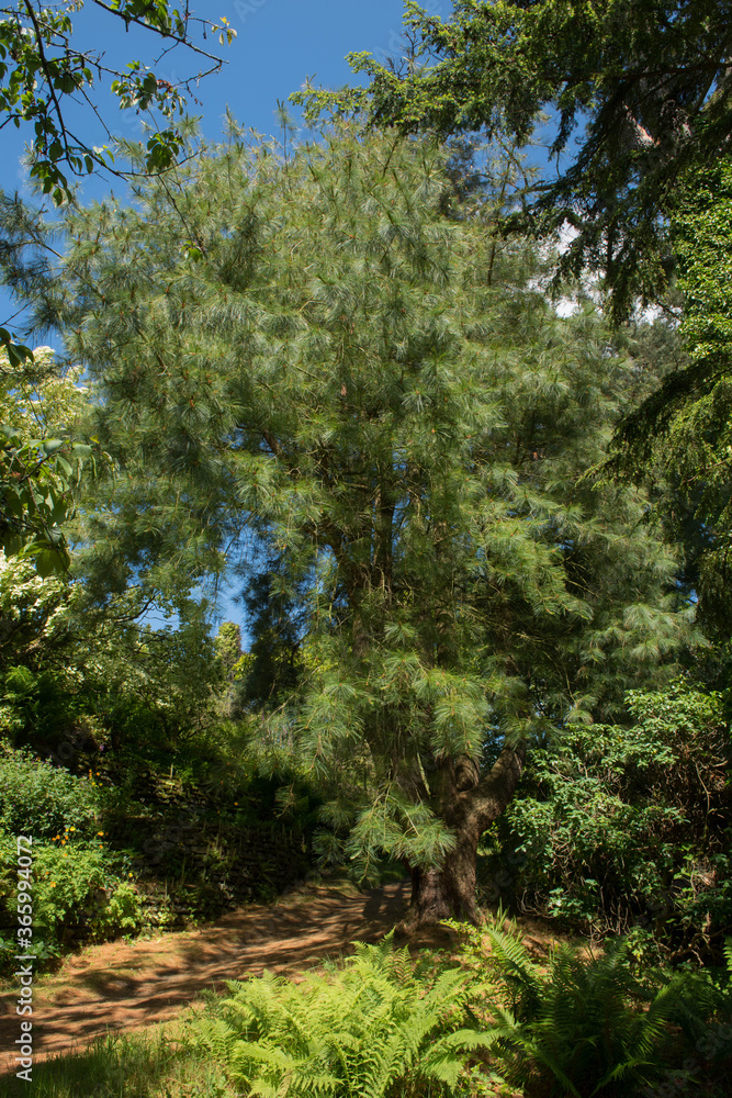Summer Foliage of a Mexican White Pine Tree (Pinus ayacahuite) in a Woodland Garden in Rural Devon, England, UK