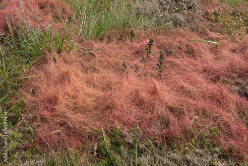 The Parasitic Plant of Red Dodder (Cuscuta epithymum) Growing over Wild Gorse (Ulex europaeus) on Wild Moorland by the Coast in Rural Cornwall, England, UK