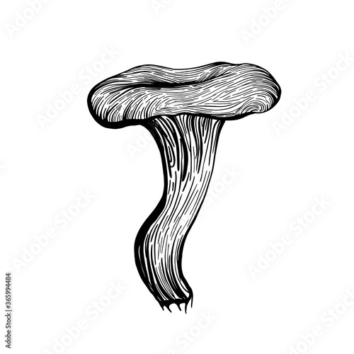 Mushroom chanterelle. Forest autumn mushrooms chanterelles. Hand drawn vector illustration