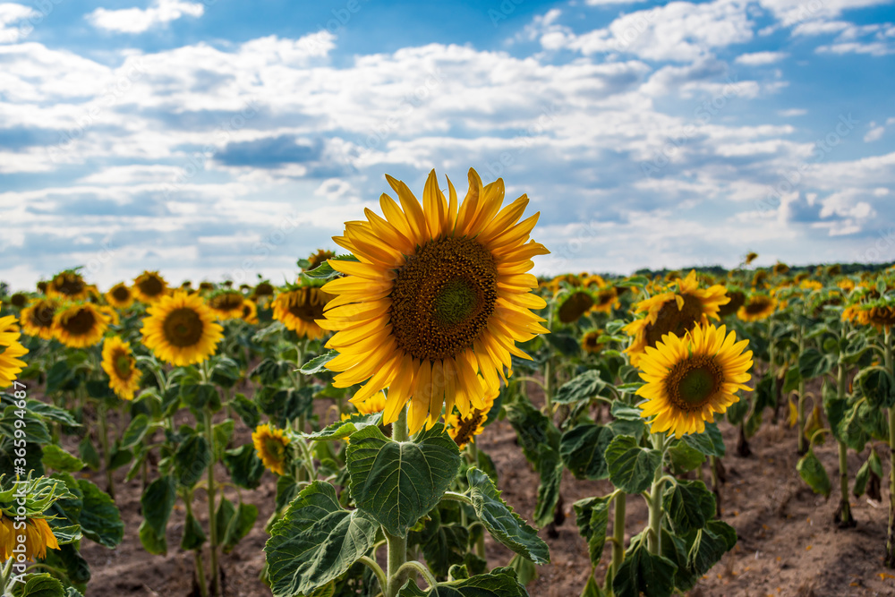 viele Sonnenblumen auf einem Feld viele Sonnenblumen auf einem Feld
