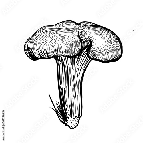 Mushroom chanterelle. Forest autumn mushrooms chanterelles. Hand drawn vector illustration