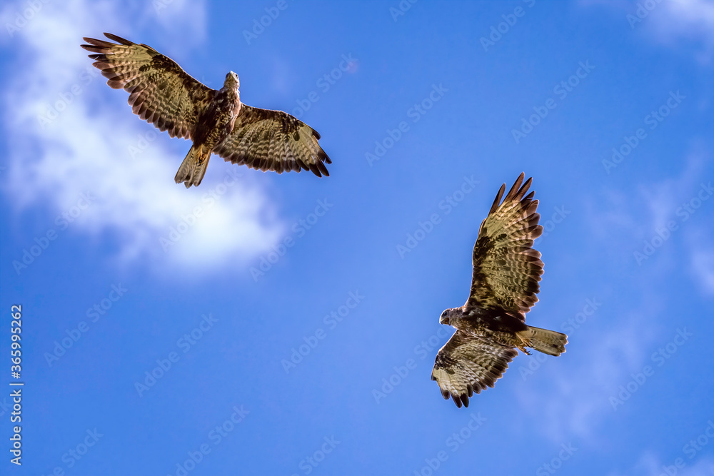 Fototapeta premium zwei Bussarde im Flug