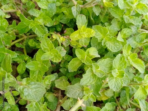 green leaves background