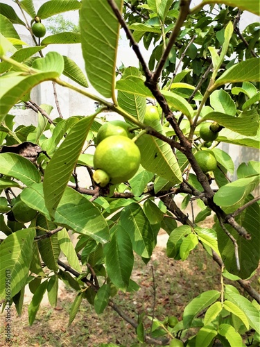 guava on a tree