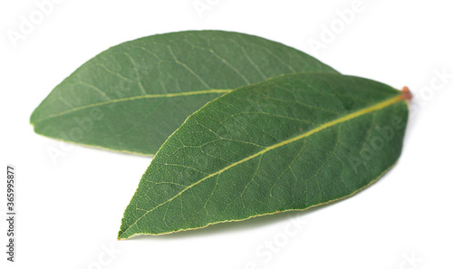 fresh bay leaves isolated on the white background