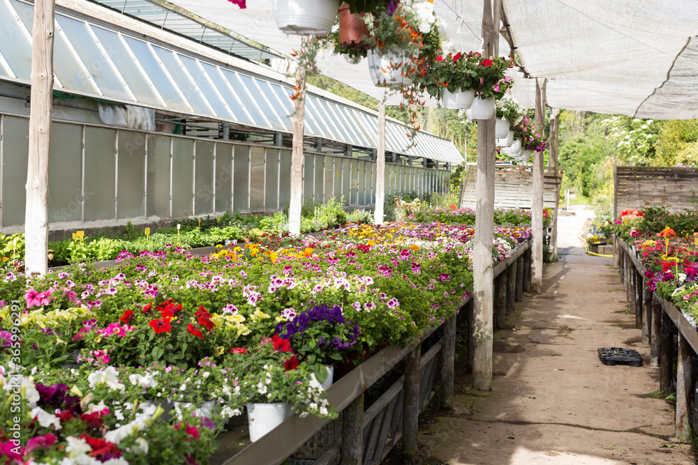 View of different bloomy flowers growing in greenhouse
