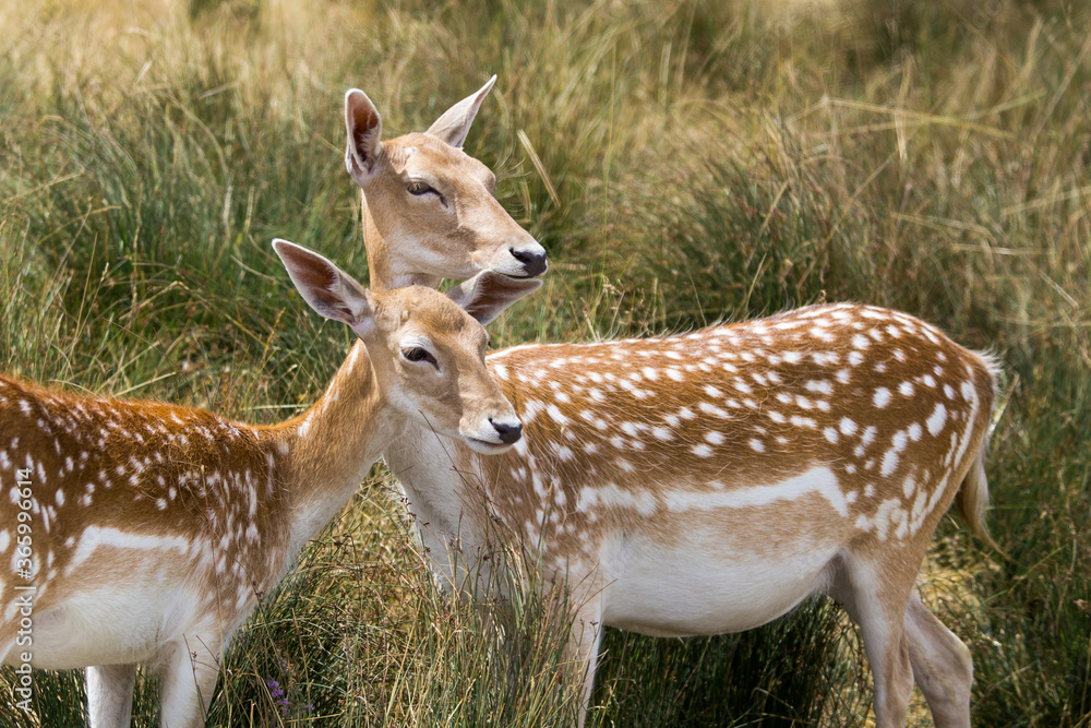 Two dappled deer female in the meadow Two dappled deer female in the meadow