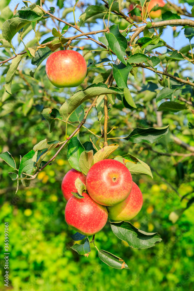 Red apples on the tree.fresh fruits in apple plantation. Red apples on the tree.fresh fruits in apple plantation.