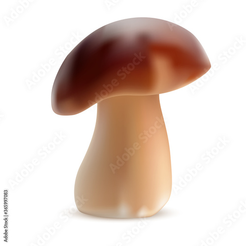  Boletus isolated on white background.