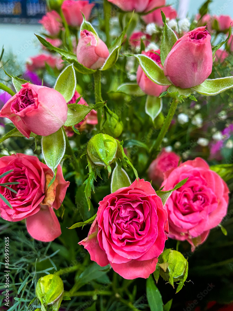 Obraz premium bouquet of pink roses and white flowers