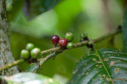 ripe red coffee cherries on the branch closeup