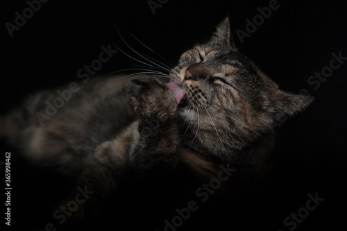 Plakat 猫 黒バック