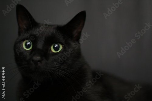 Plakat 黒猫