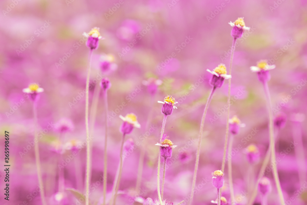 Fototapeta premium Soft focus of pink grass flower meadow in variations color
