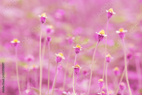 Soft focus of pink grass flower meadow in variations color