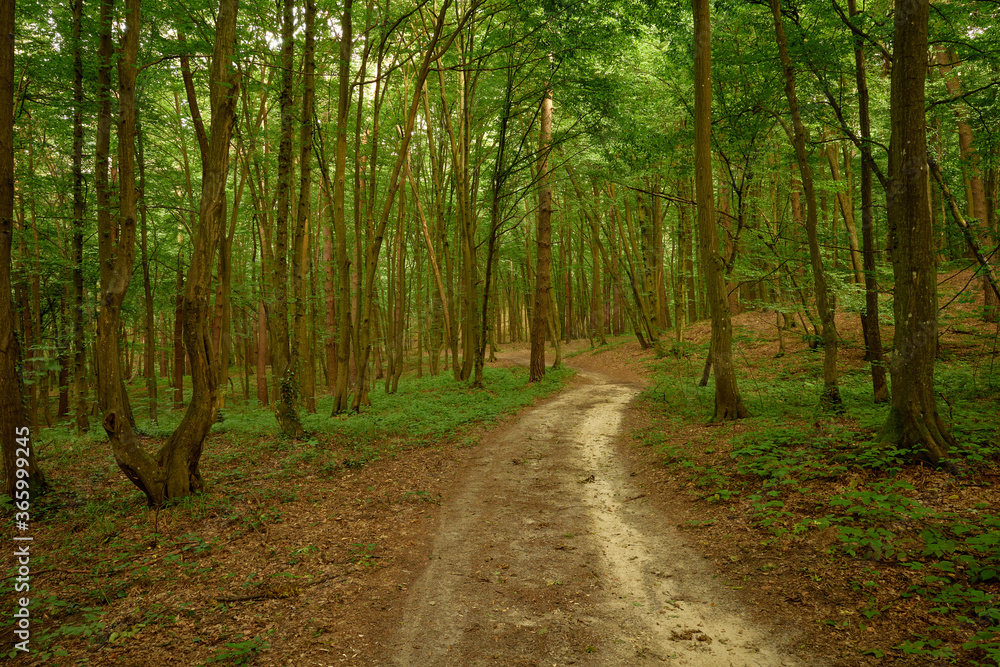 Tranquil forest dirt road in the charm Briukhovychi woods Tranquil forest dirt road in the charm Briukhovychi woods