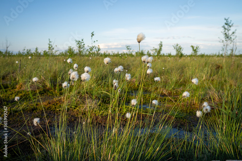 Blooming cotton grass in a raised bog