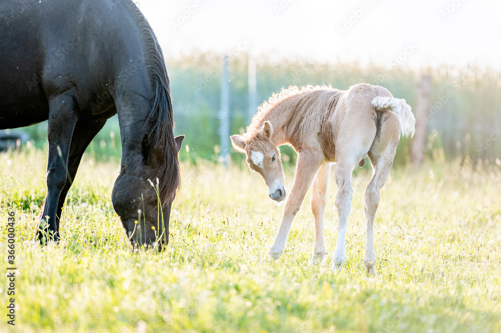 Fototapeta premium Cute little adorable horse foal in sunset on meadow. Fluffy beautiful healthy little horse filly.