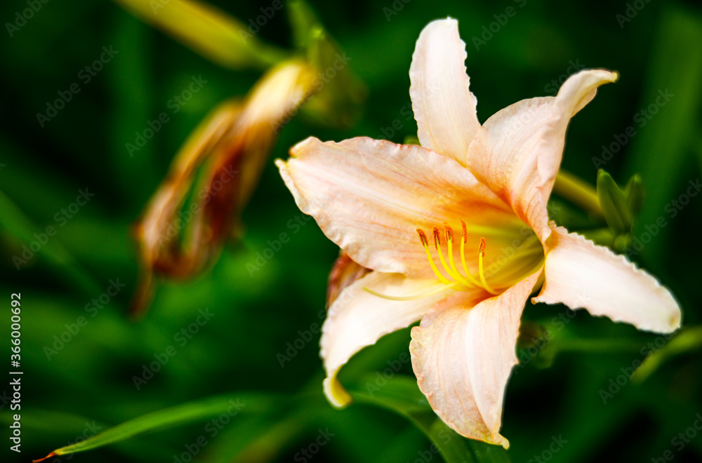 Fototapeta premium Cream lily in the garden